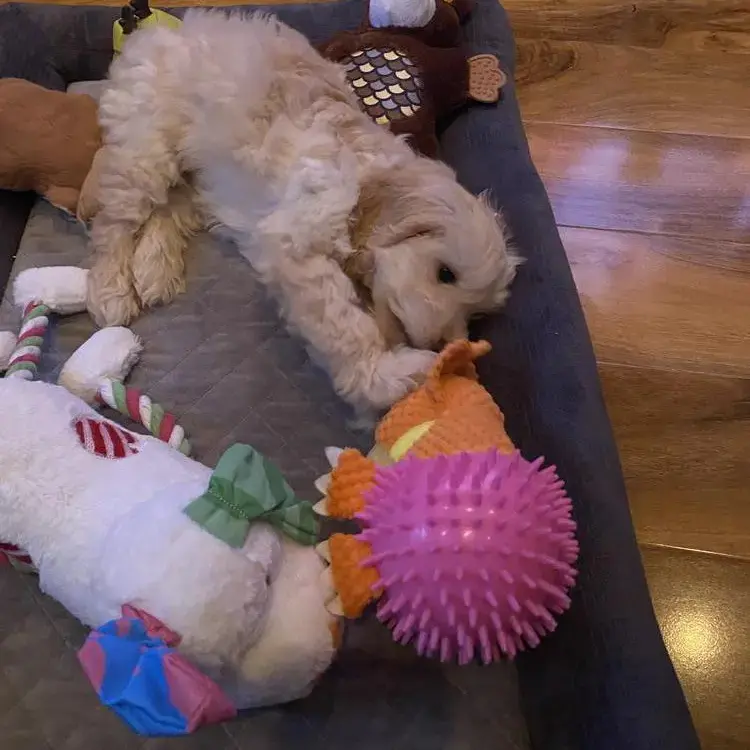 Cockapoo