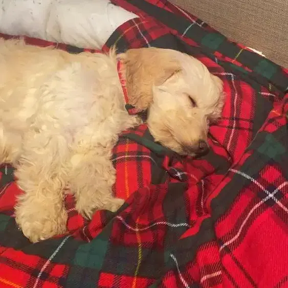 Cockapoo