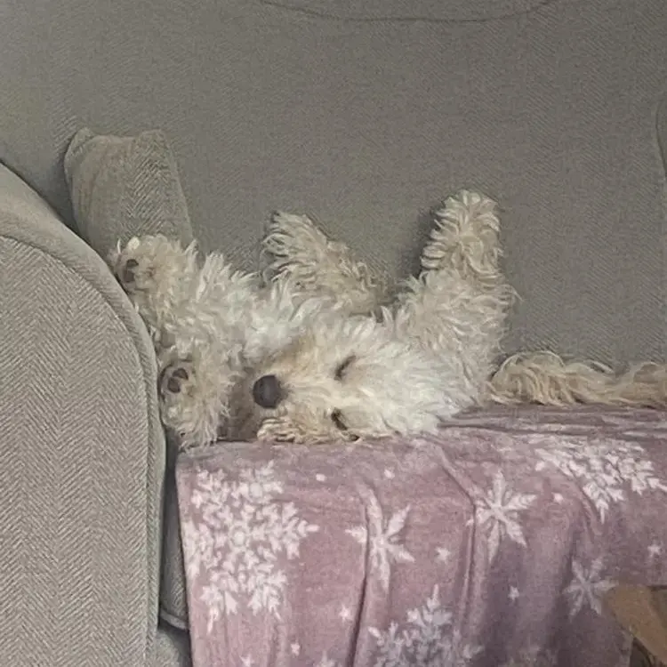 Cockapoo
