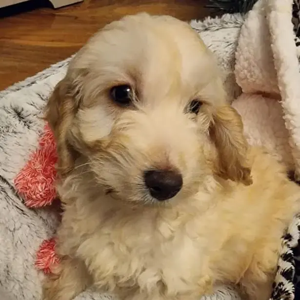 Cockapoo