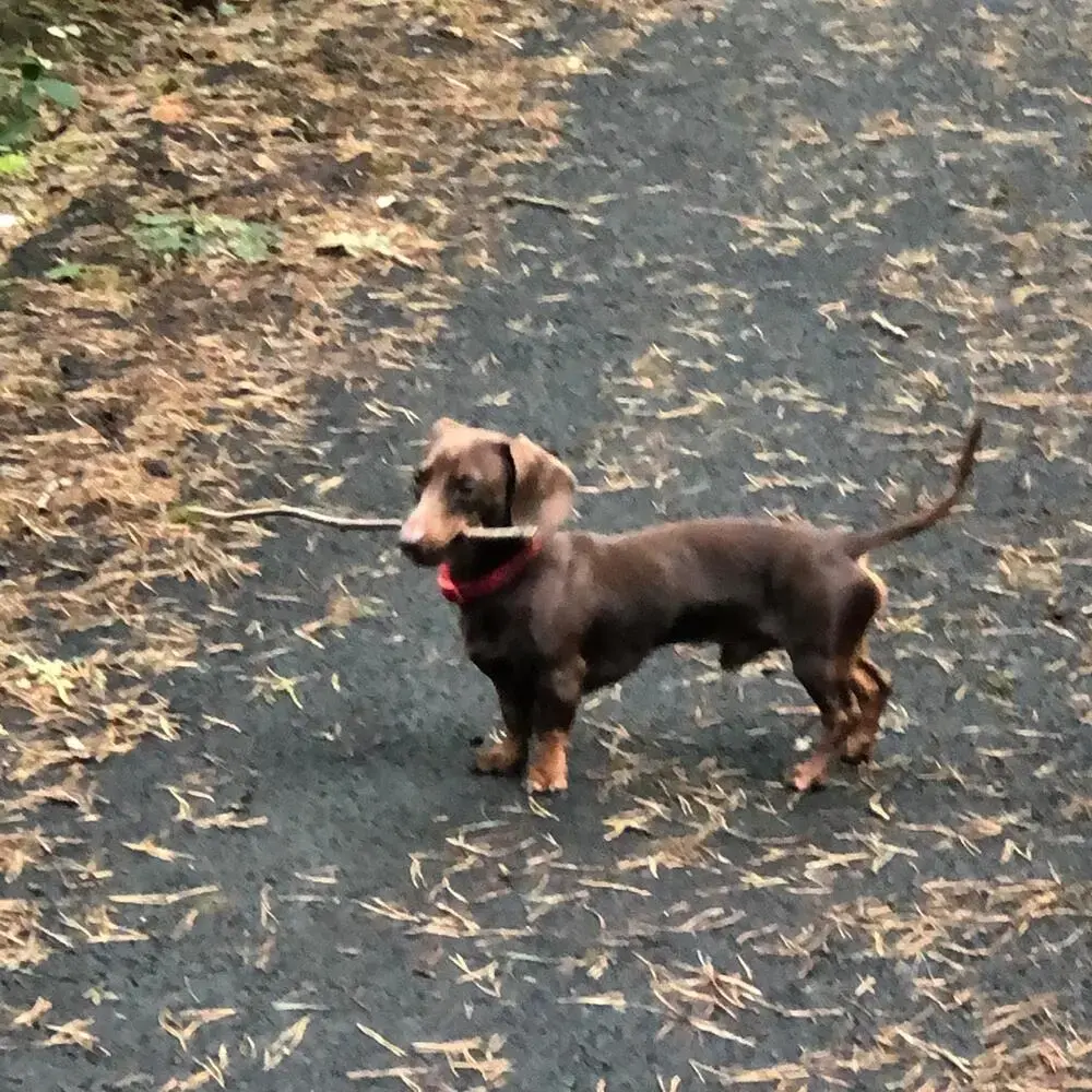 Dachshund (Miniature Smooth-Haired)