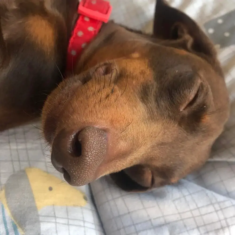 Dachshund (Miniature Smooth-Haired)