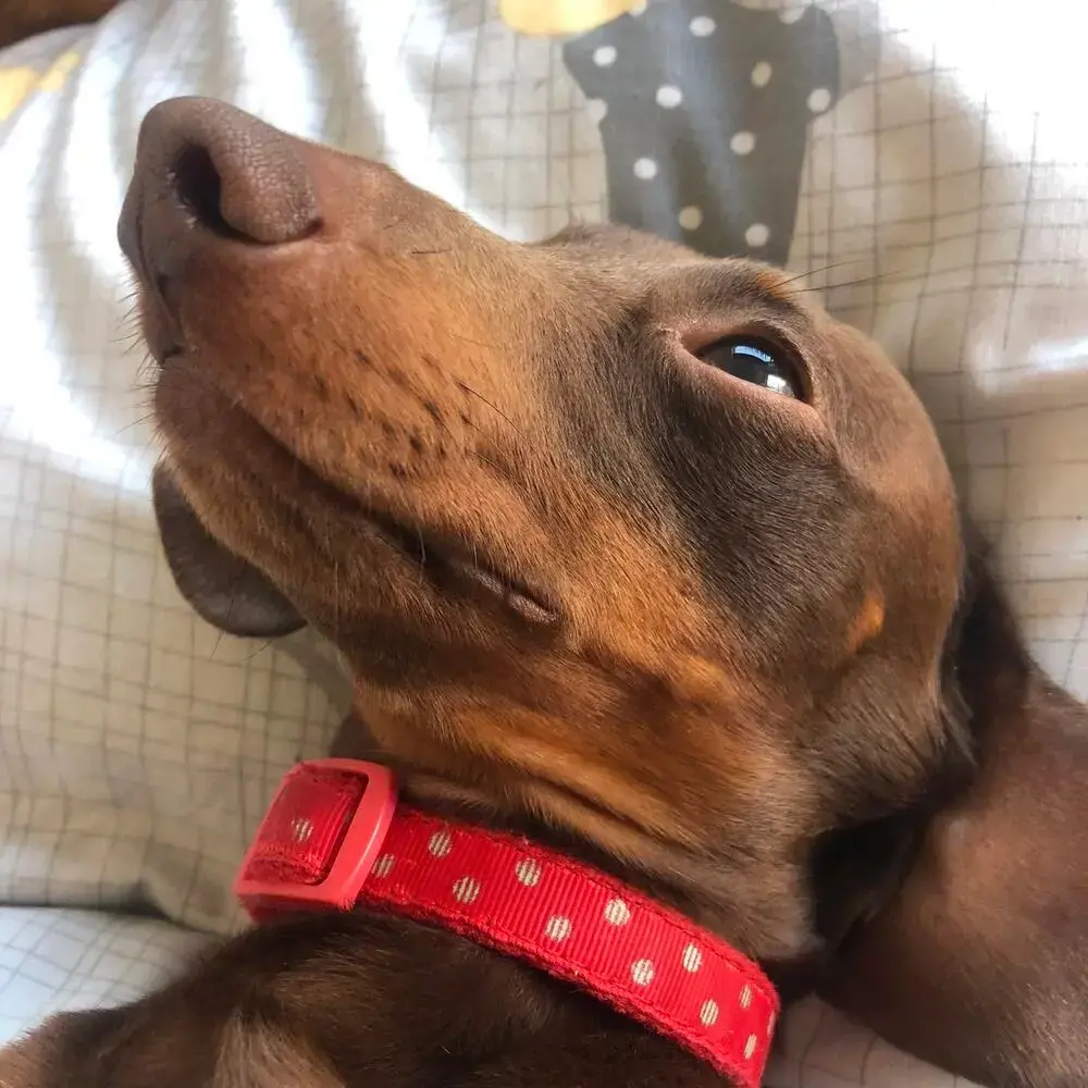 Dachshund (Miniature Smooth-Haired)