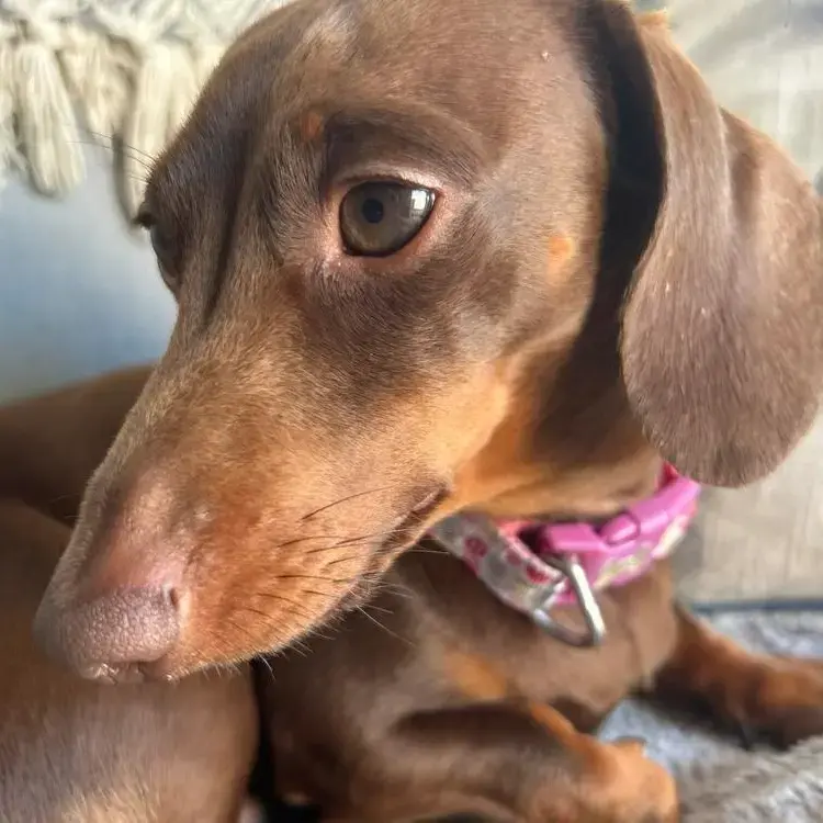 Dachshund (Miniature Smooth-Haired)