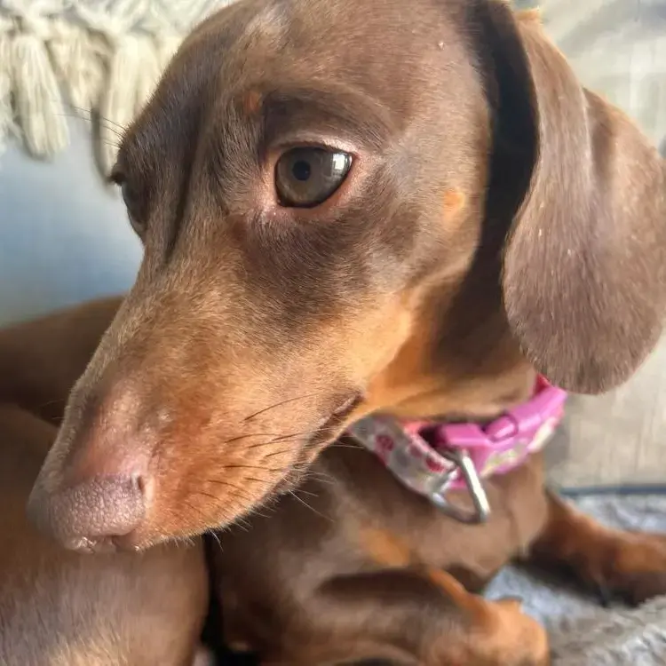 Dachshund (Miniature Smooth-Haired)