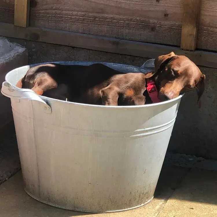 Dachshund (Miniature Smooth-Haired)