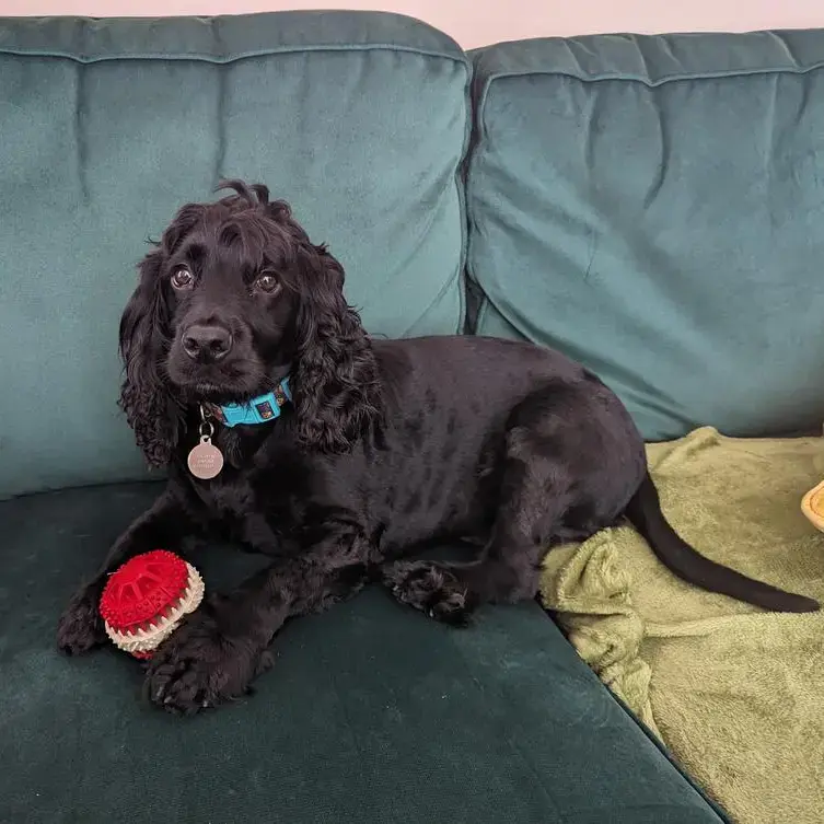 Cocker Spaniel (English)