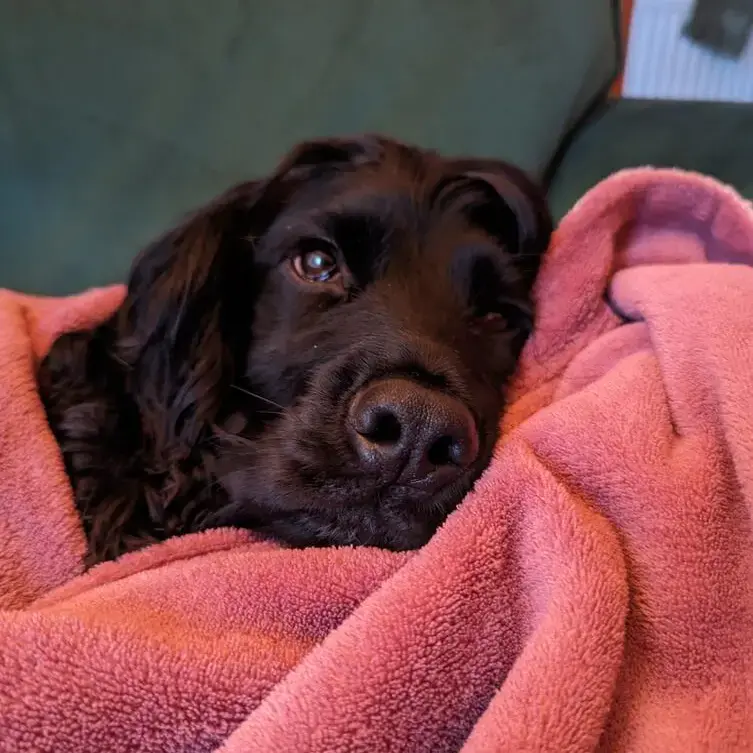 Cocker Spaniel (English)