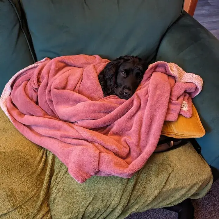 Cocker Spaniel (English)