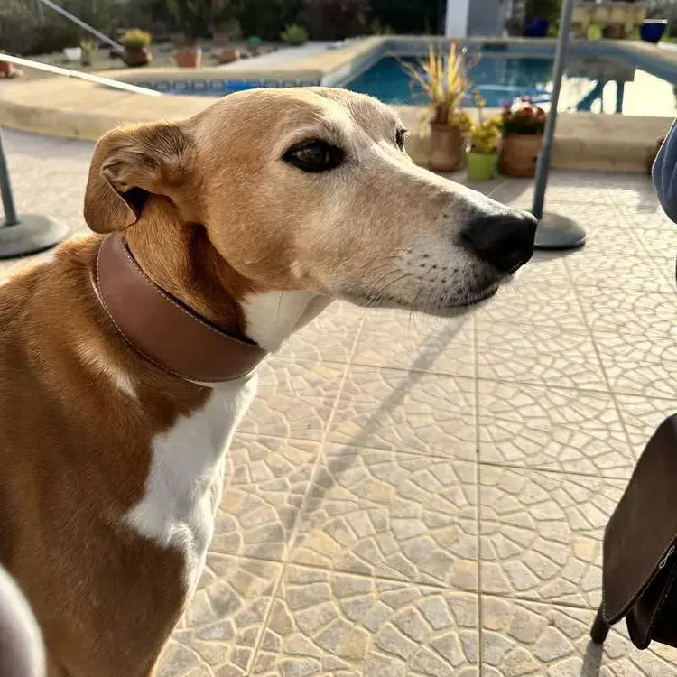 Lurcher