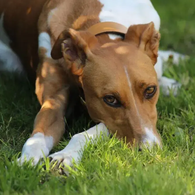 Lurcher