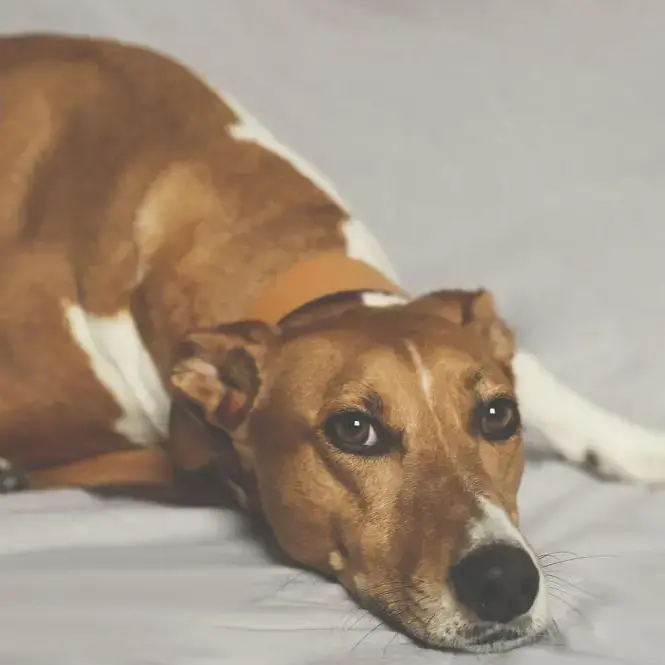 Lurcher