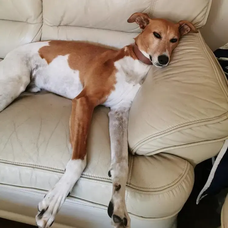 Lurcher
