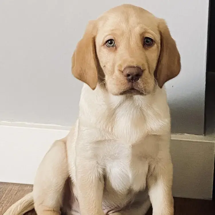 Labrador Retriever