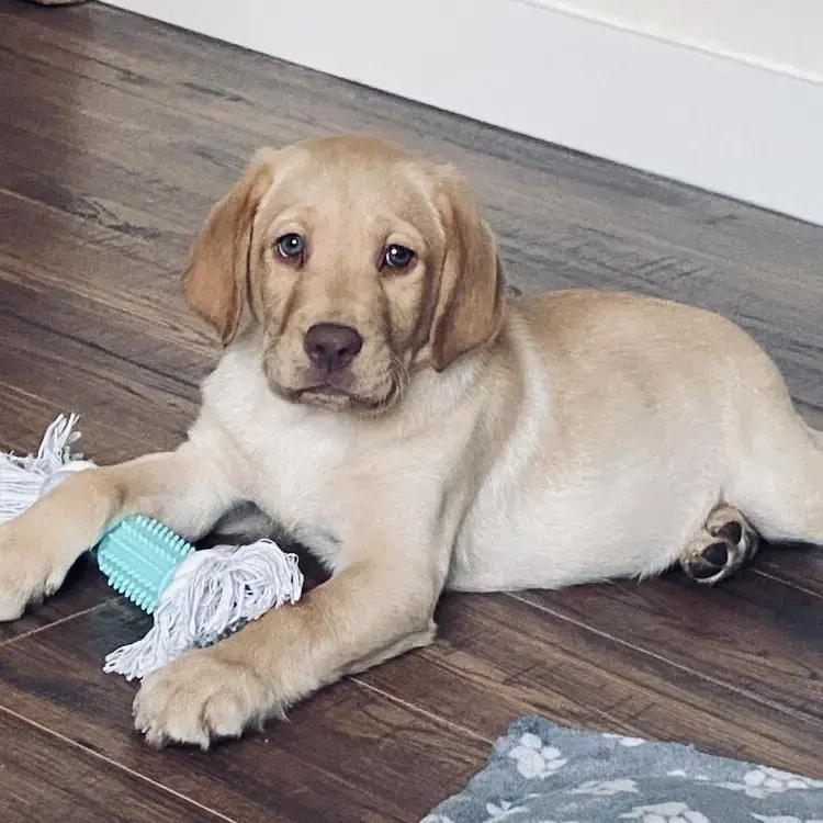 Labrador Retriever