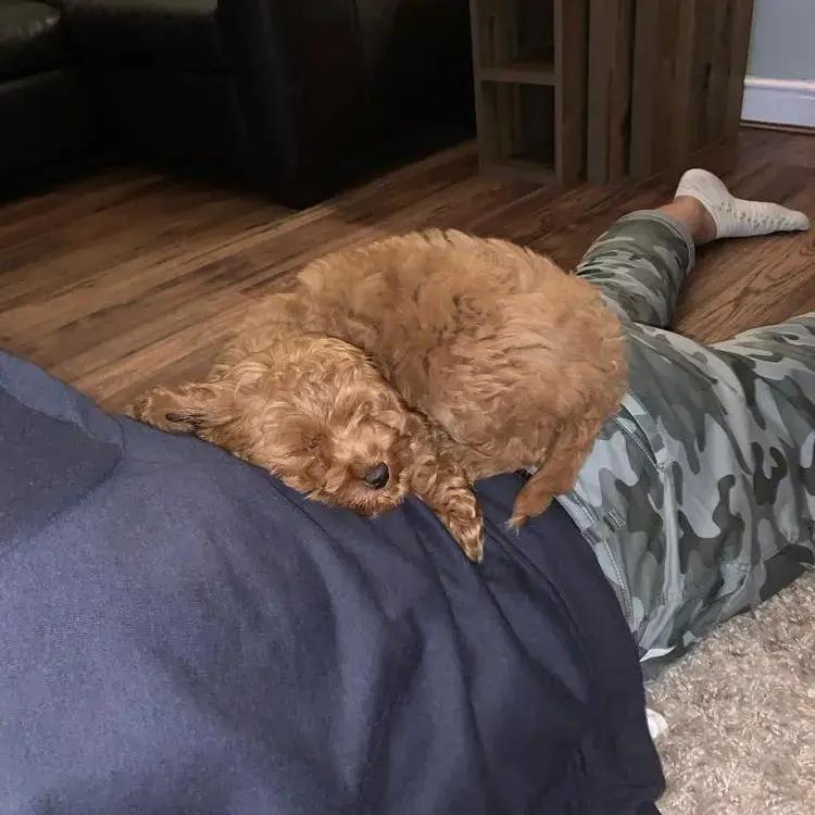 Cavapoo