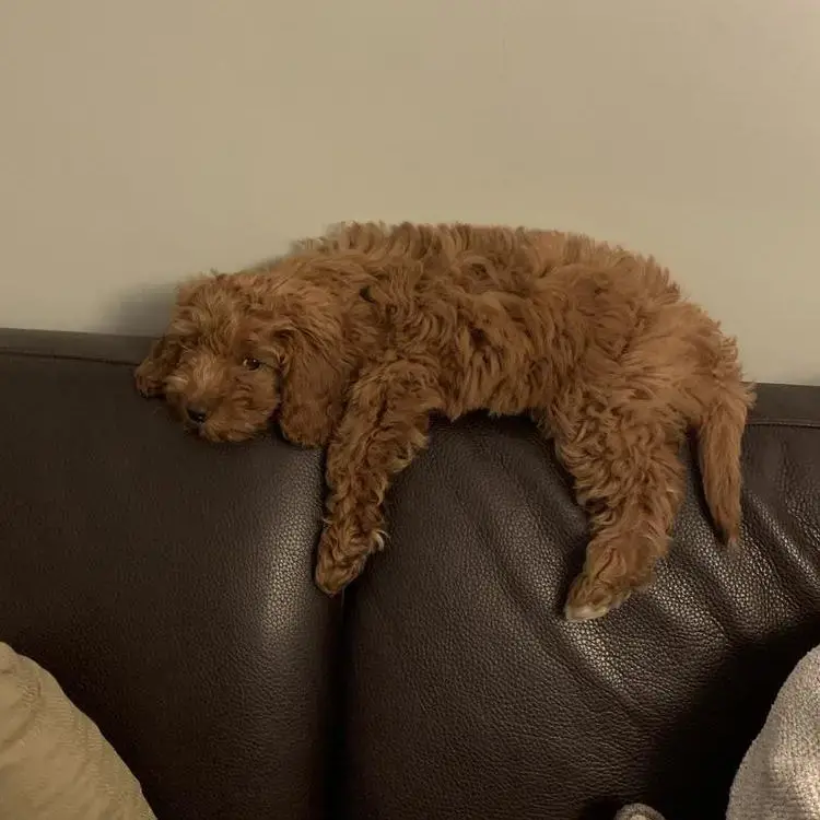 Cavapoo