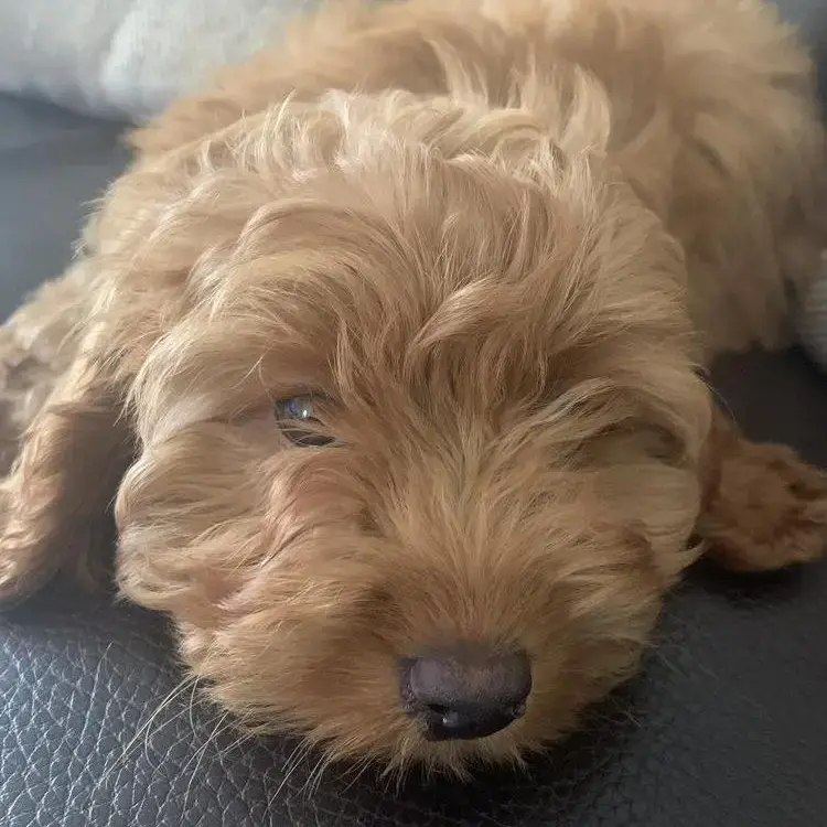 Cavapoo