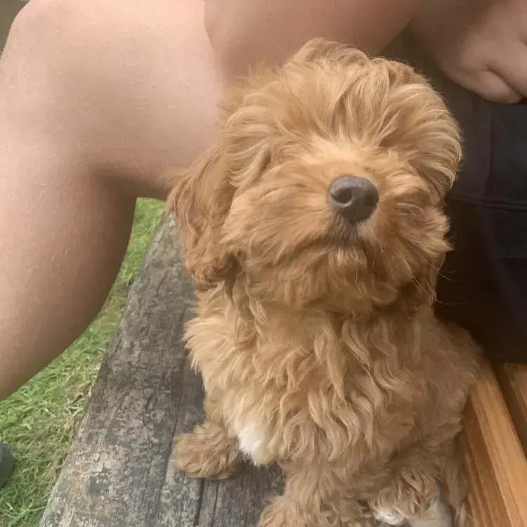 Cavapoo