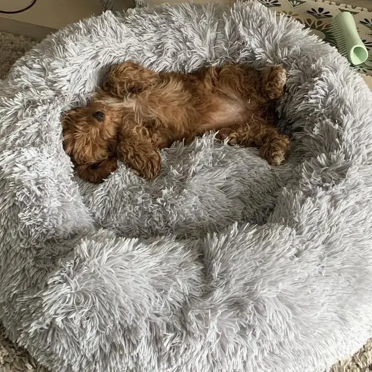 Cavapoo