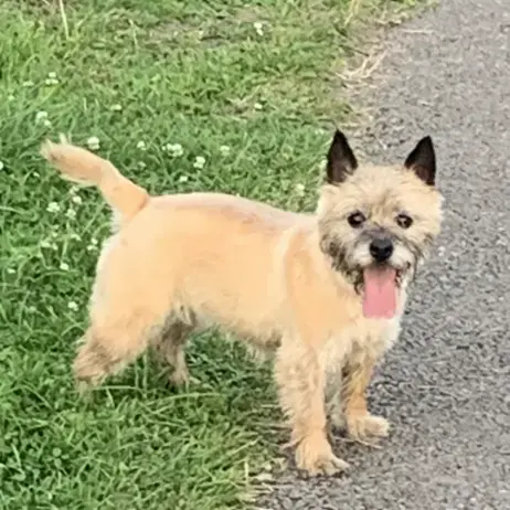 Cairn Terrier