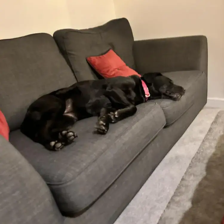Labrador Retriever