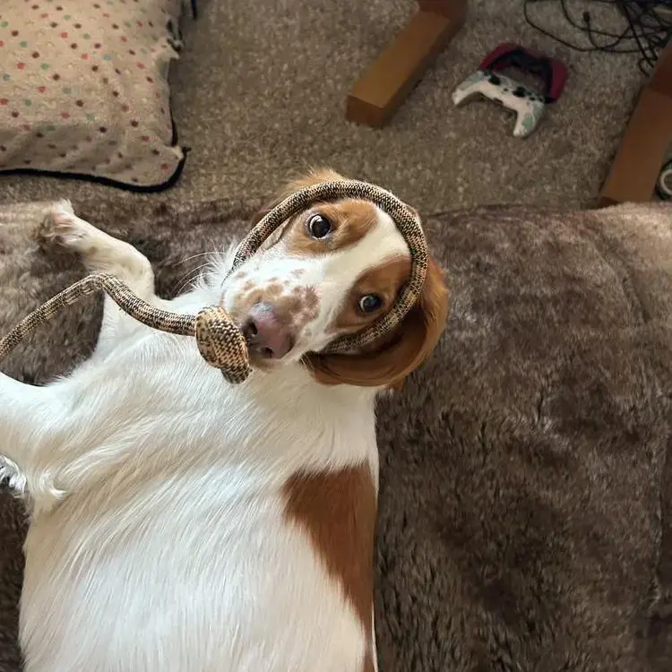 Cocker Spaniel (English)