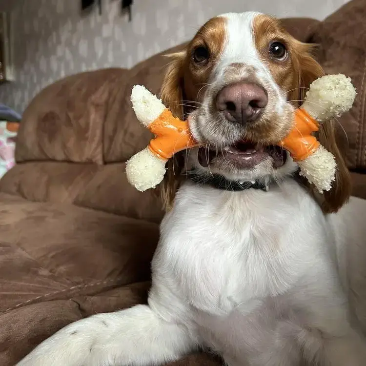 Cocker Spaniel (English)
