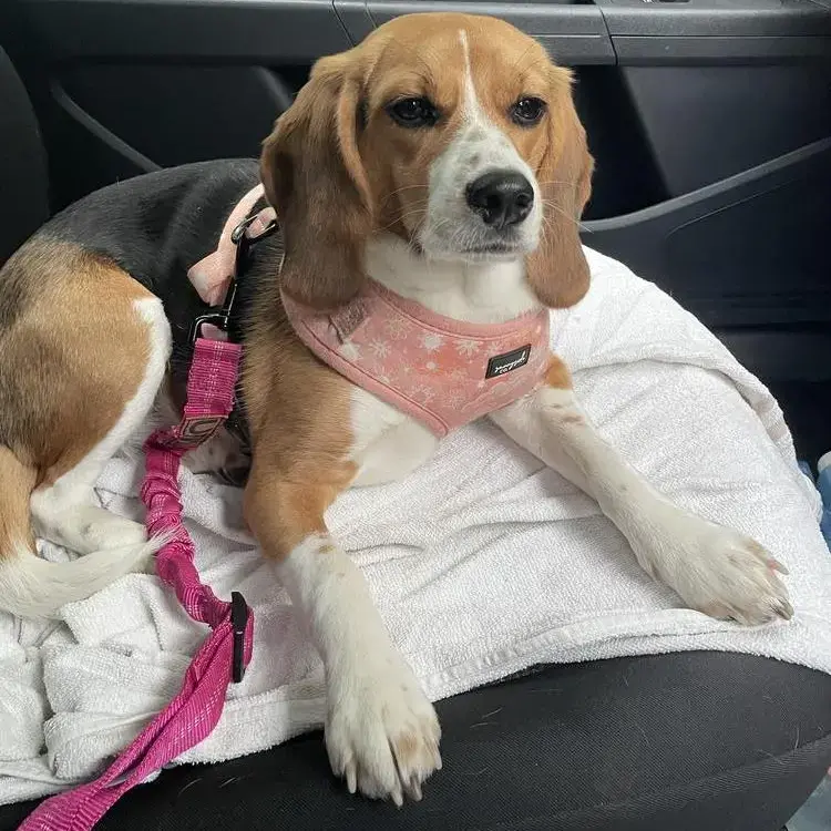 Beagle