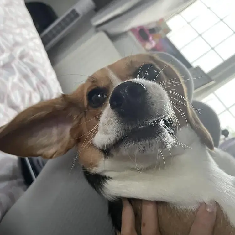 Beagle