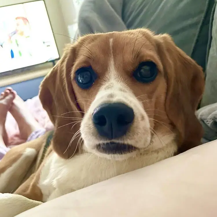 Beagle