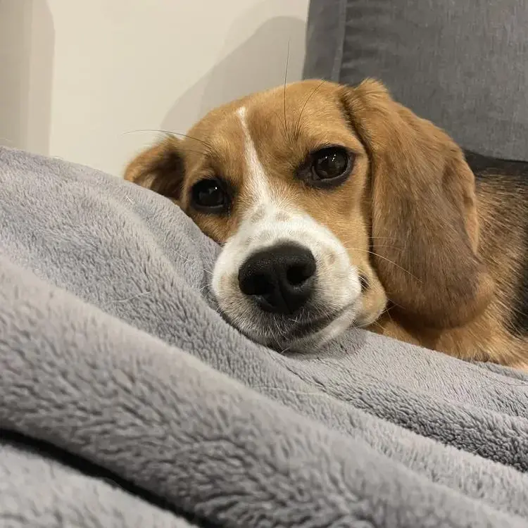 Beagle