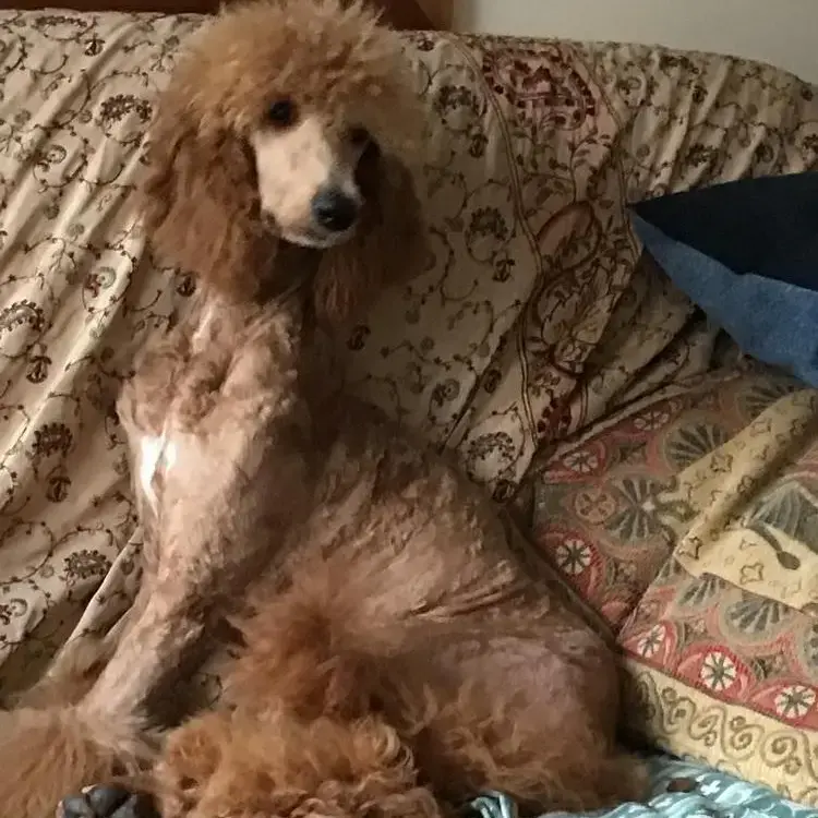 Poodle (Standard)