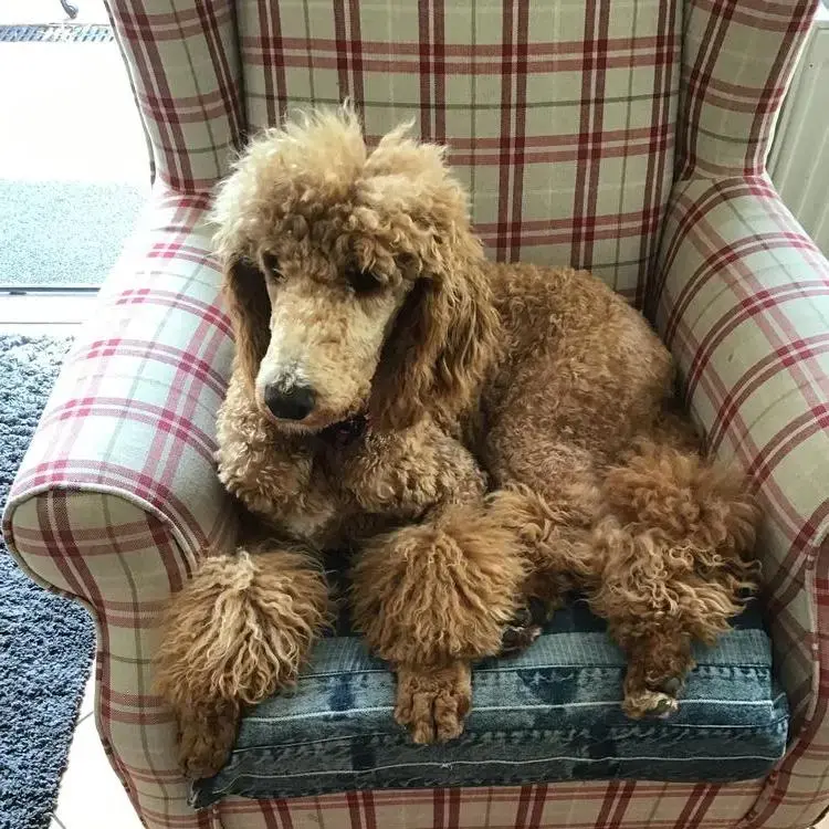 Poodle (Standard)