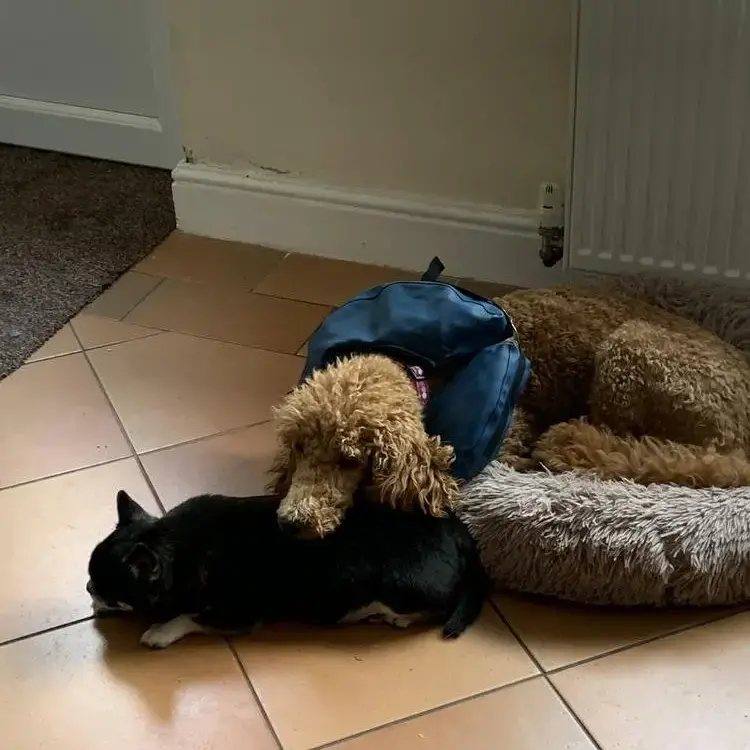 Poodle (Standard)