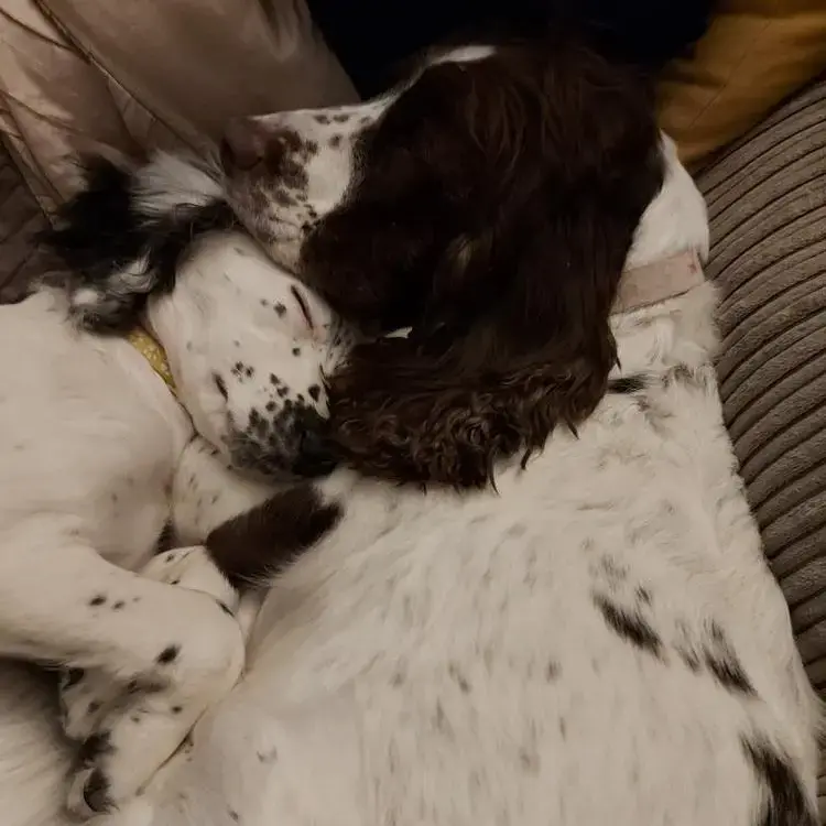 English Springer Spaniel