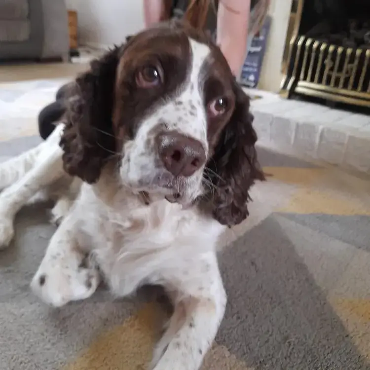 English Springer Spaniel