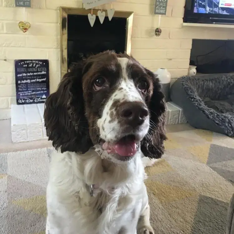 English Springer Spaniel