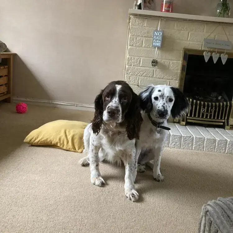 English Springer Spaniel