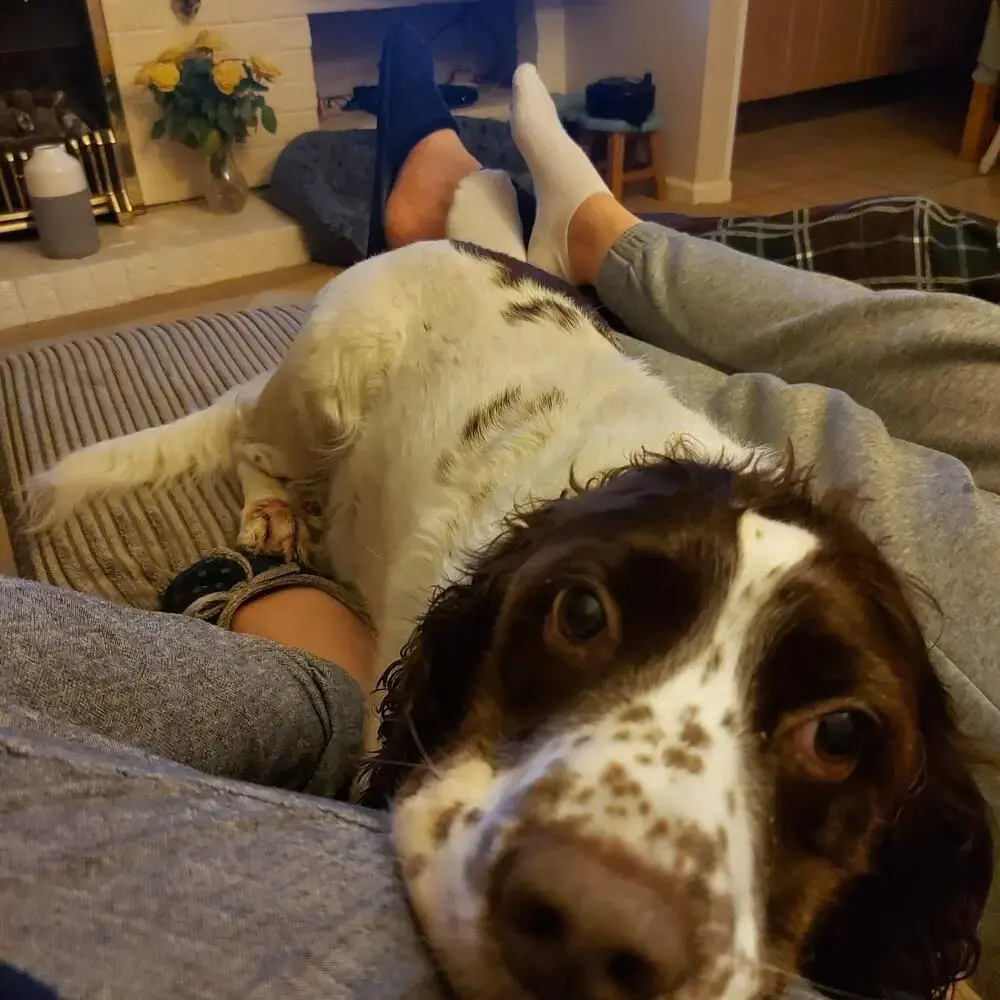 English Springer Spaniel