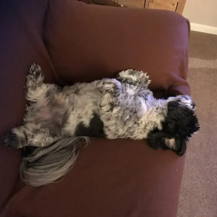 Shih Tzu