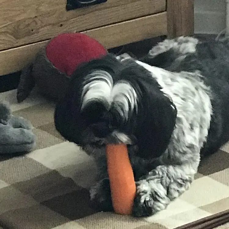 Shih Tzu