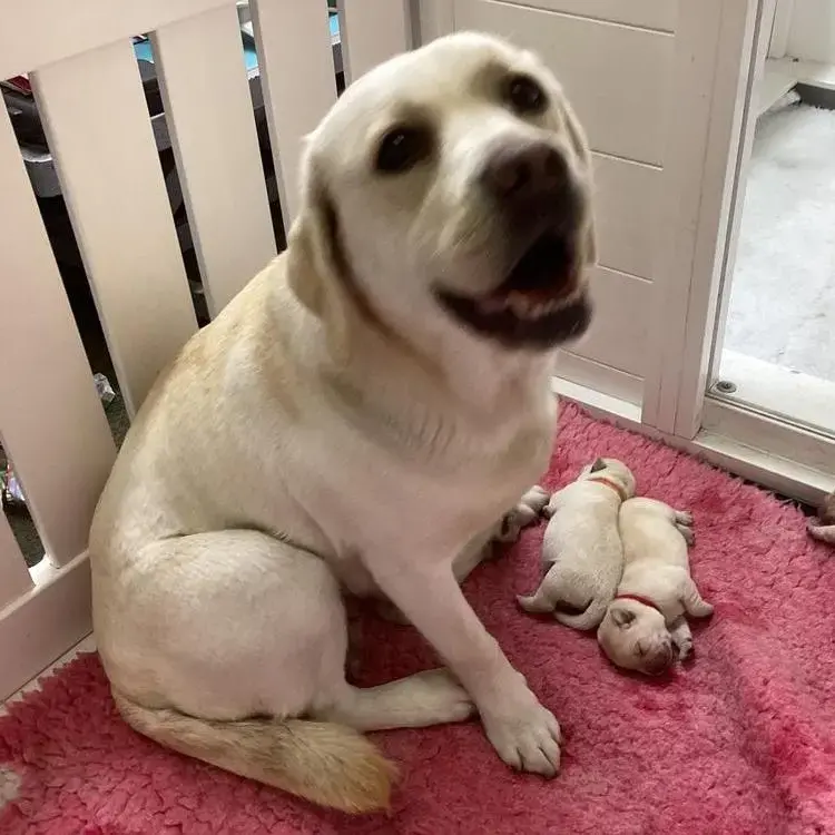 Labrador Retriever