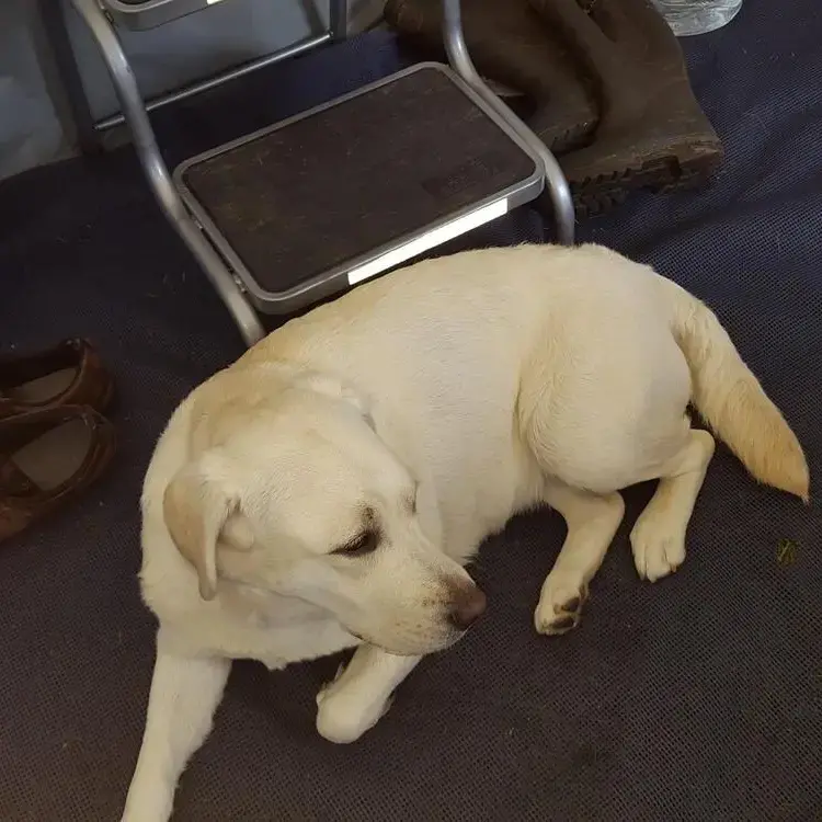 Labrador Retriever