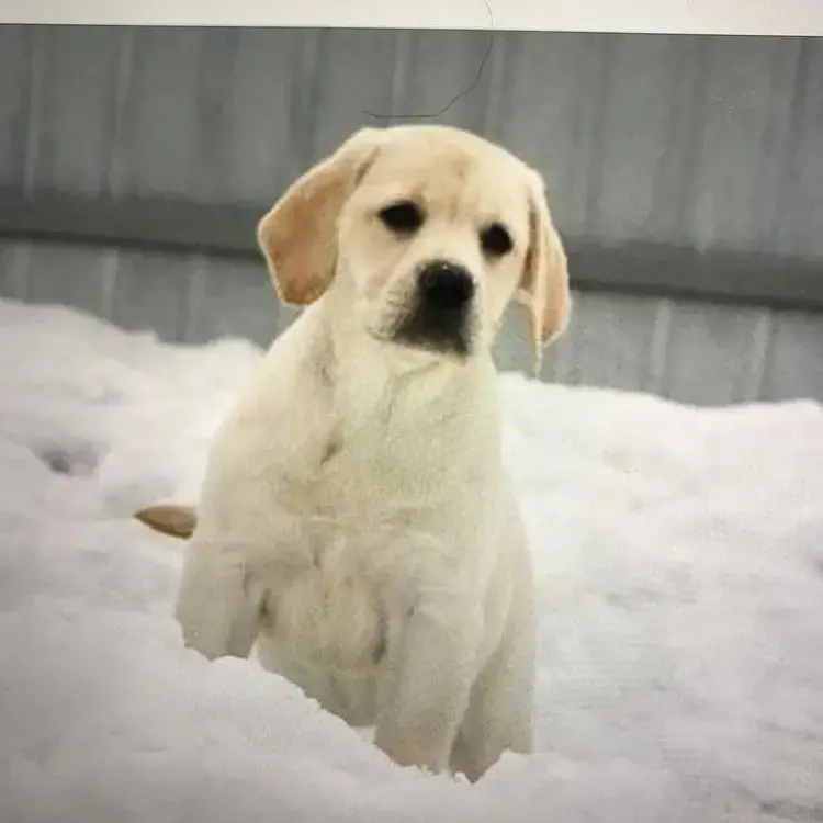 Labrador Retriever
