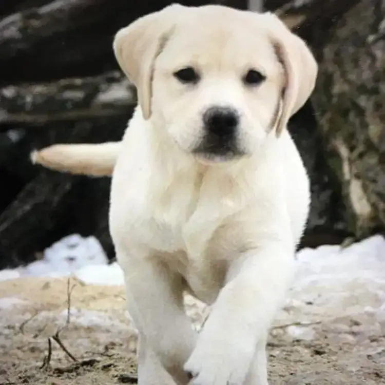 Labrador Retriever