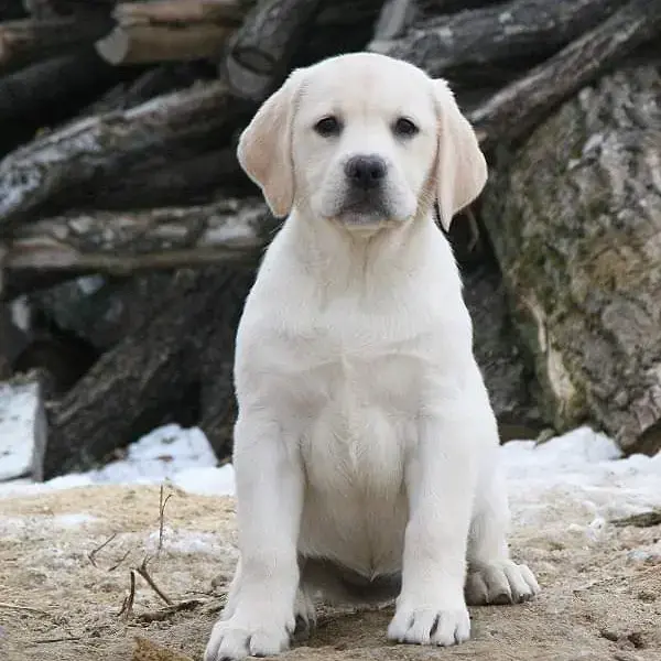 Labrador Retriever