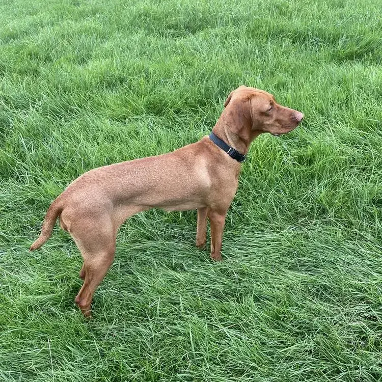 Hungarian Vizsla