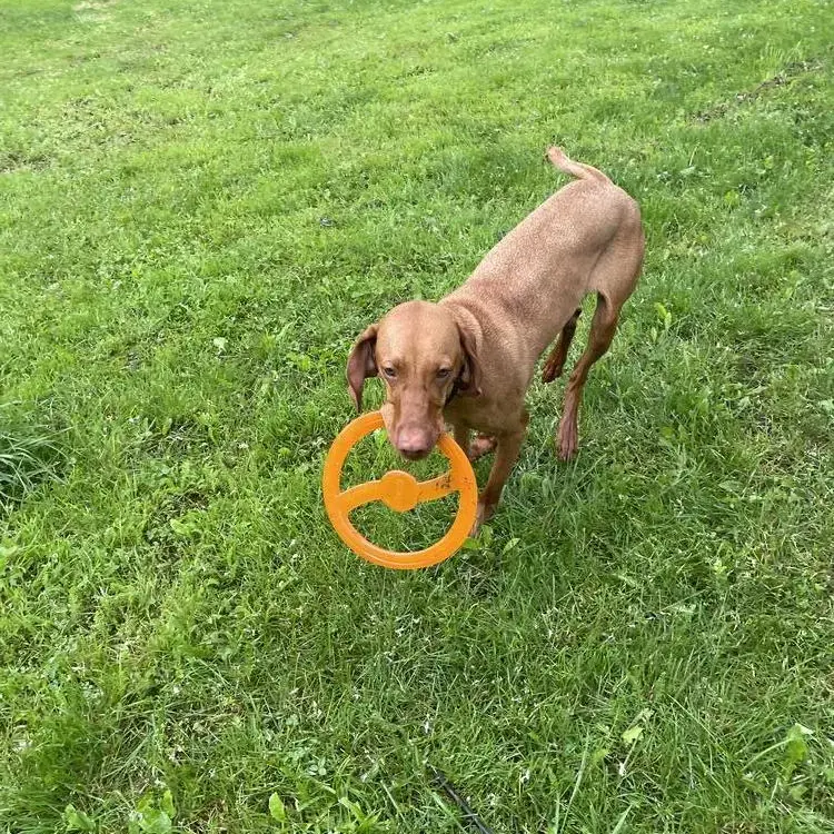Hungarian Vizsla