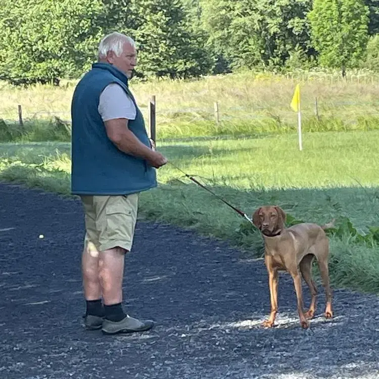 Hungarian Vizsla